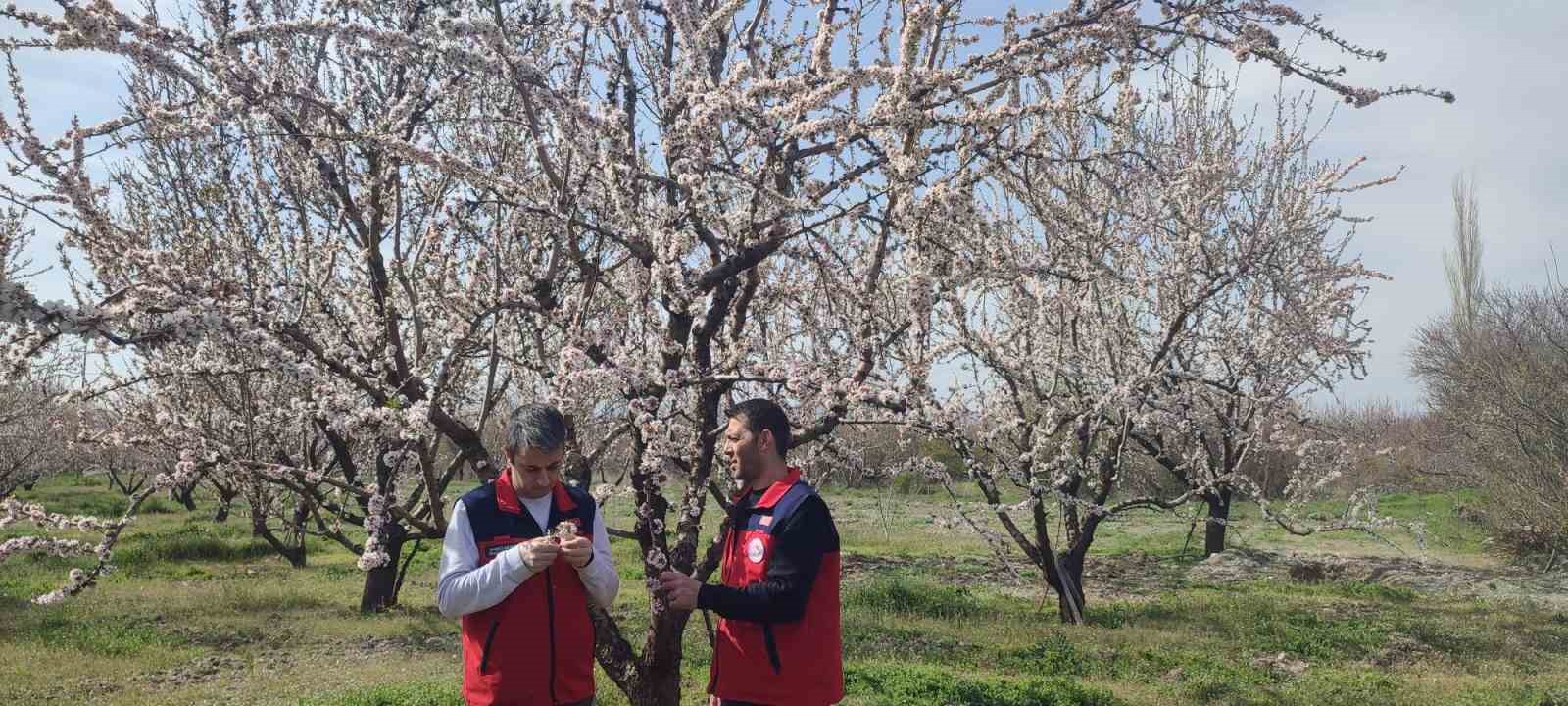 Zirai don uyarısı sonrası hasar tespit çalışması yapıldı