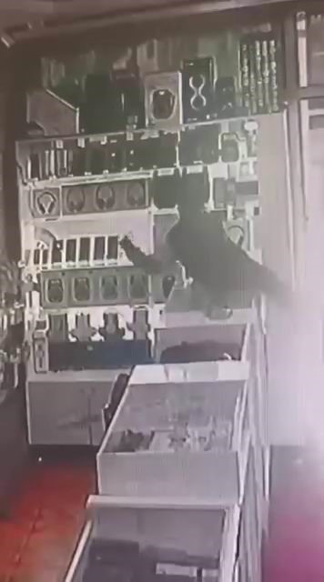 Böyle hırsızlık görülmedi: Masanın üstüne çıkıp vitrindeki telefonları alarak kaçtı