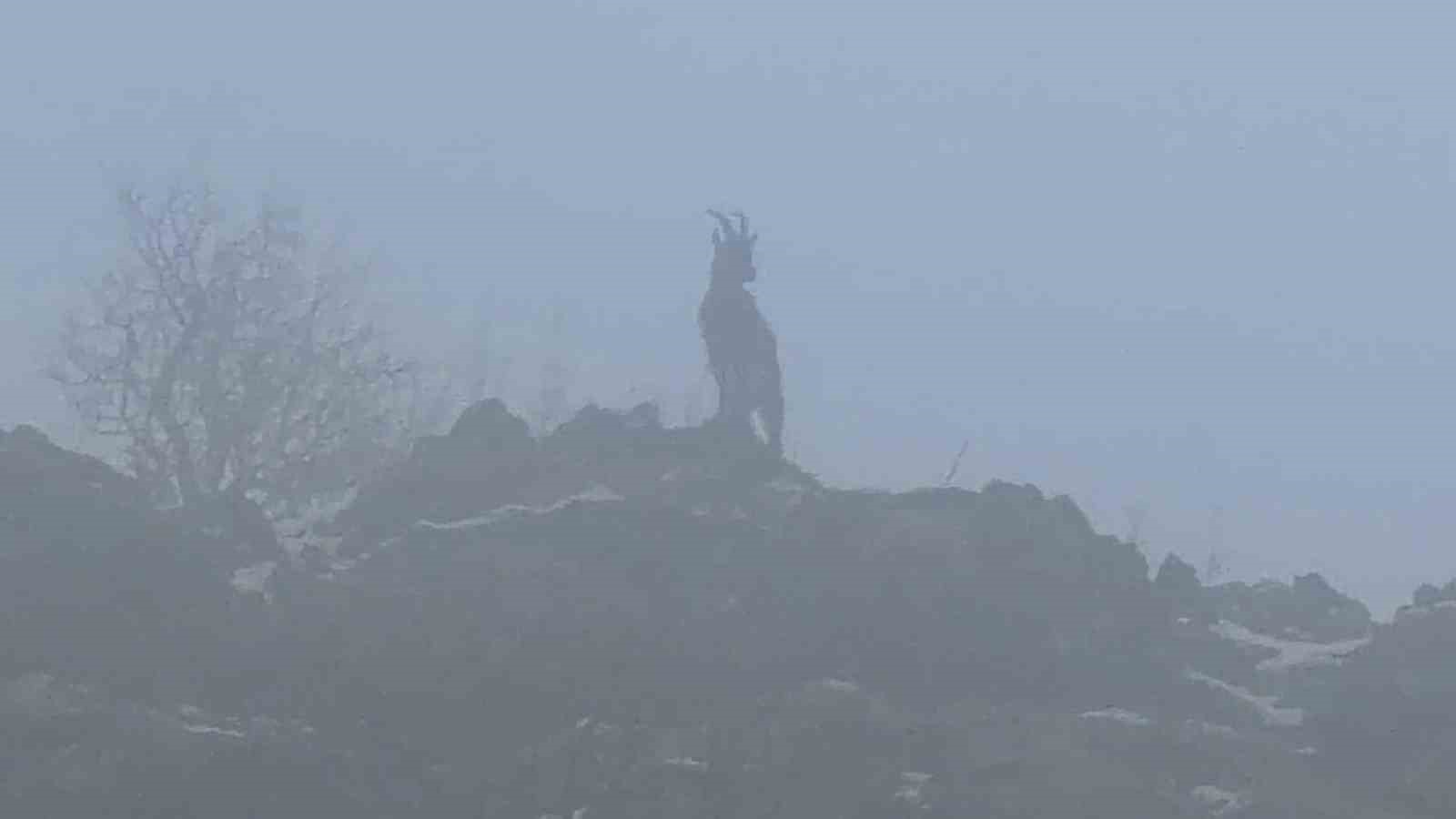 Sisli havada dağ keçileri eşsiz görüntüler oluşturdu