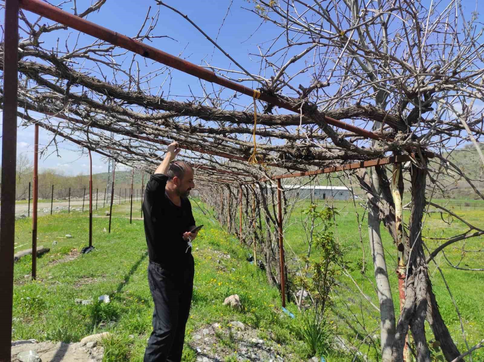 Batman’da ani hava değişimleri meyve bahçelerini vurdu