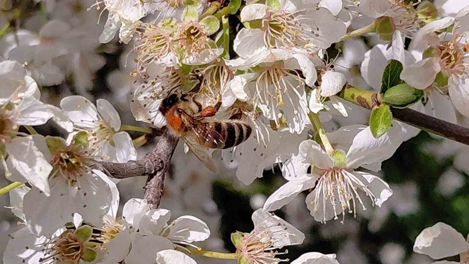 Bolu’da baharın gelmesiyle arılar harekete geçti
