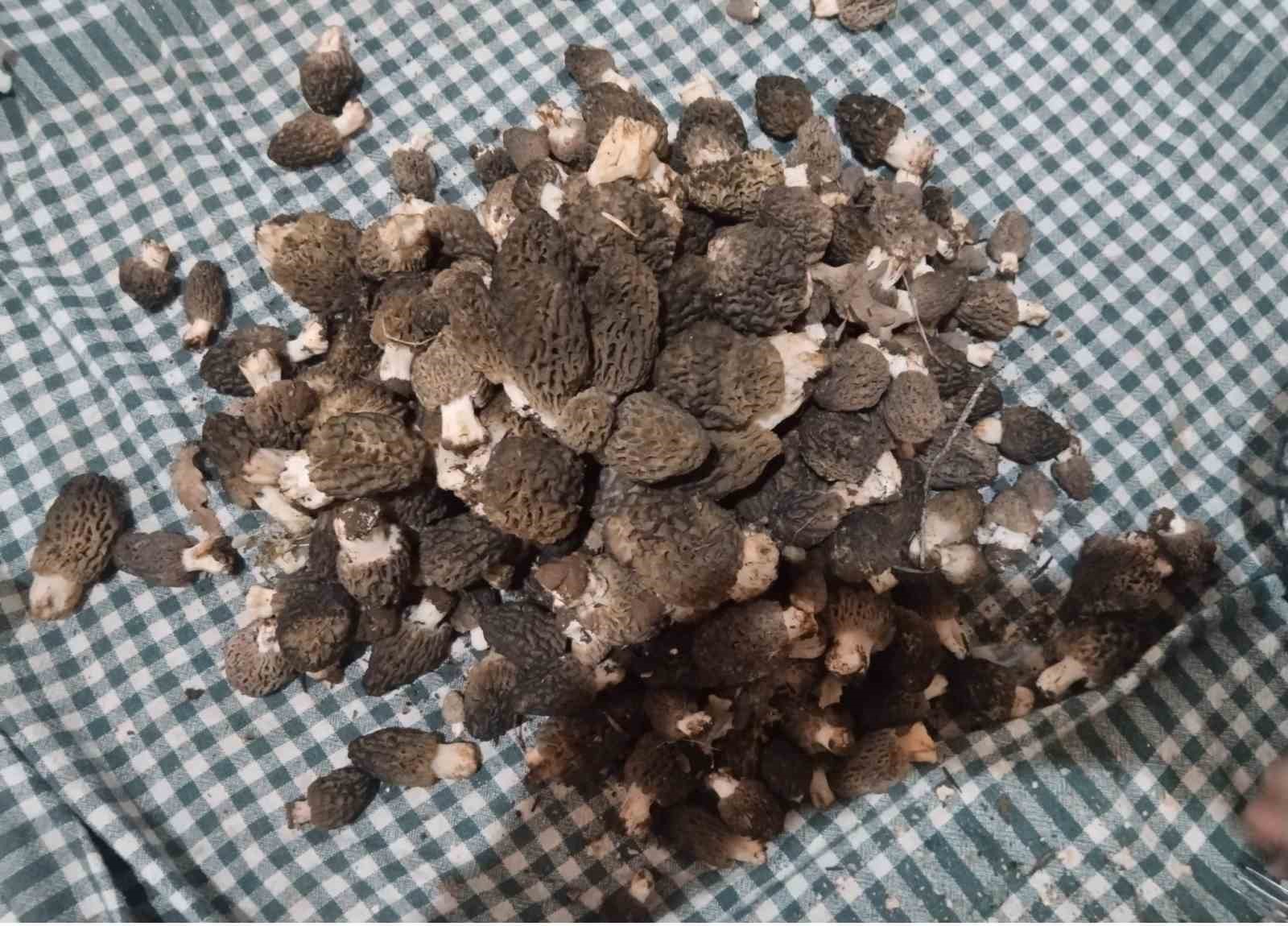 Beyşehir’de kuzugöbeği tutkunları sahaya çıktı