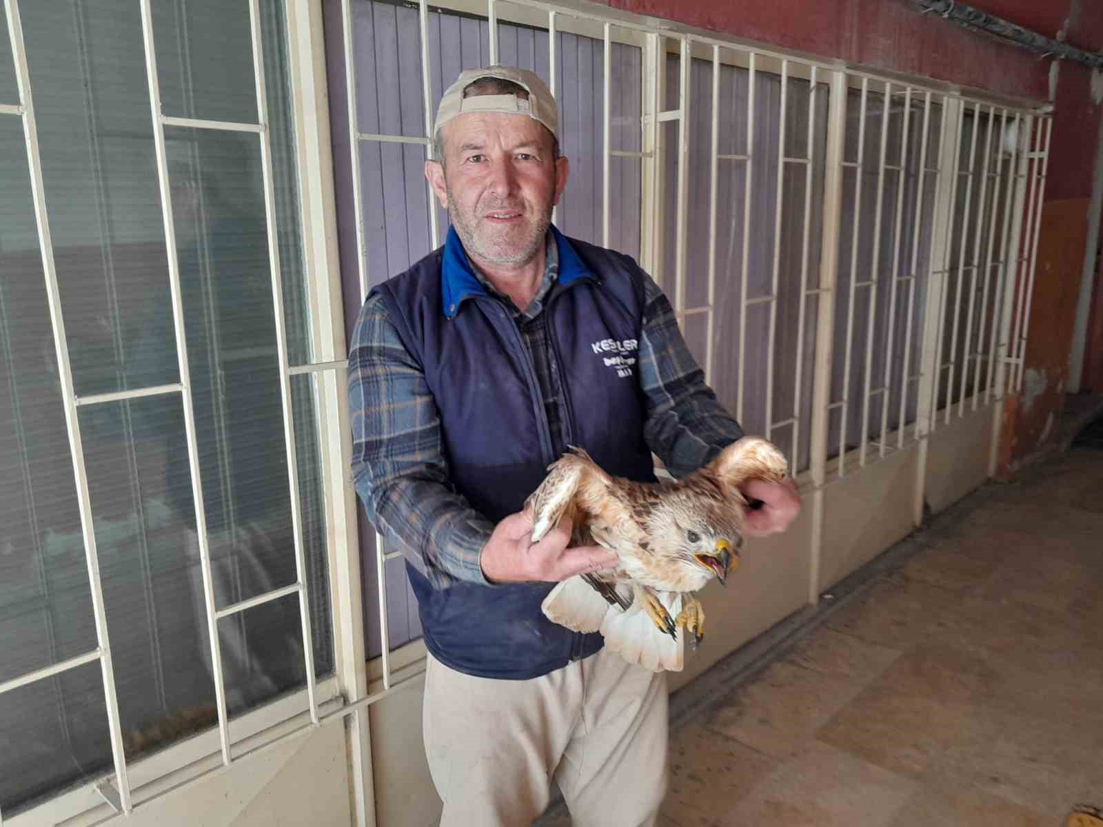 Karapınar’da yaralı kızıl şahin tedavi altına alındı