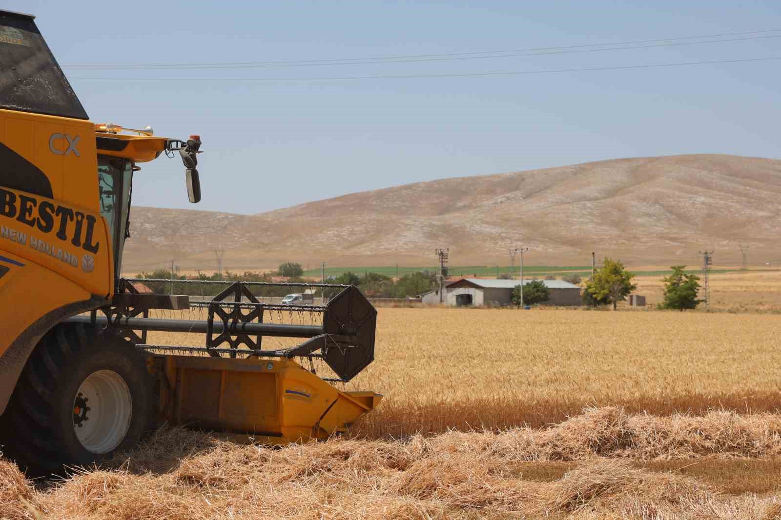 Türkiye’nin tahıl ambarında bereketli hasat: Buğdayda 2,3 milyon ton rekolte