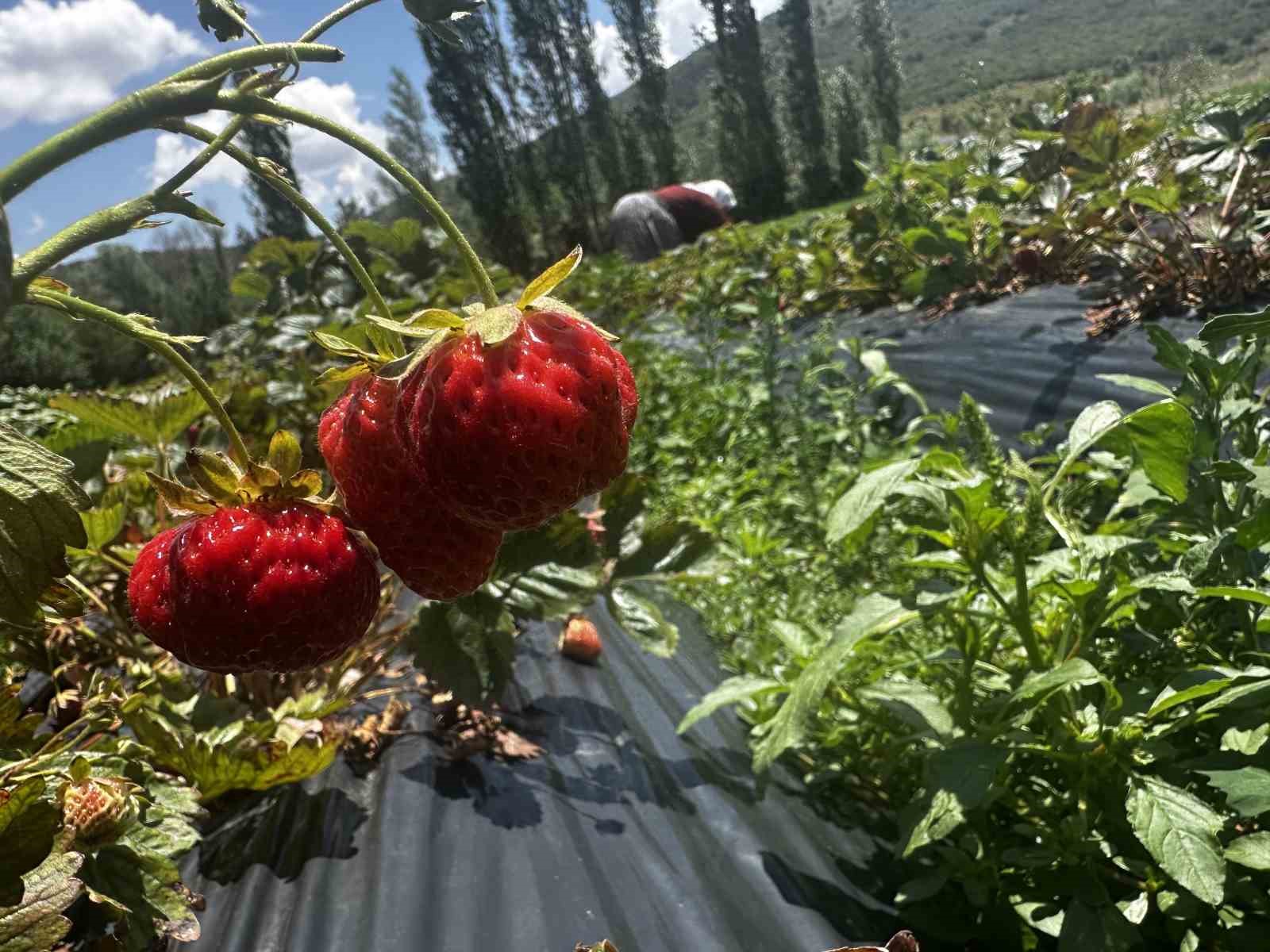 Konya’da Büyükşehir destekledi; Hüyük çileği kırsalı değiştirdi