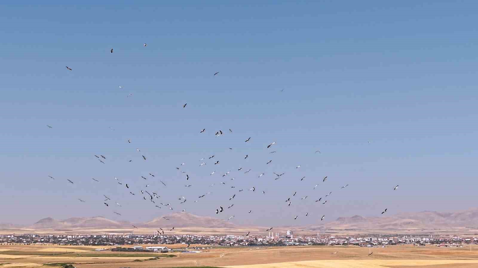 Düden Gölü’nde leyleklerin dansı havadan görüntülendi