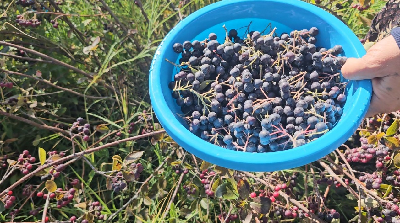 Konya’da aronyalar tek tek toplanıyor